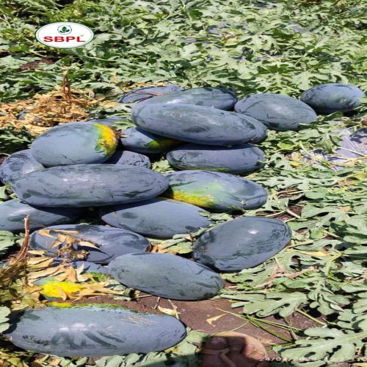 Sagar Royal King Watermelon Seeds – thumb