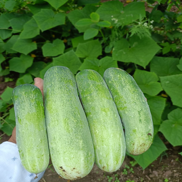 Sagar Kavya F1 Cucumber – thumb