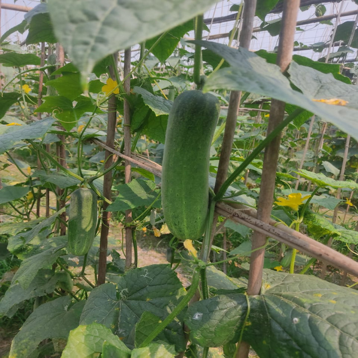 Sagar Kavya F1 Cucumber – thumb