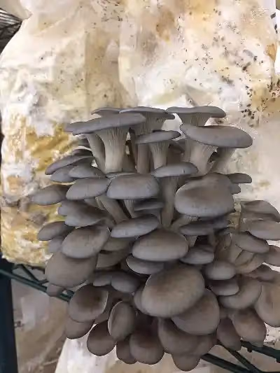 SporeKart Gray Oyster Mushroom Spawn – thumb