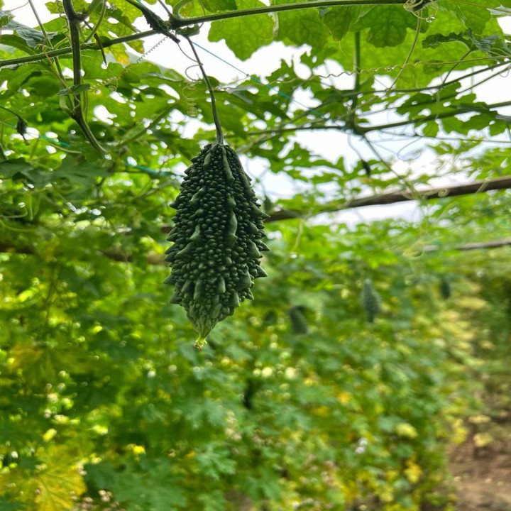 Sagar 305 Bittergourd Seeds – thumb