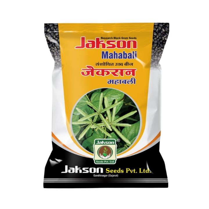 Jakson Mahabali Research Black Gram Seeds – Urad Crop Seeds