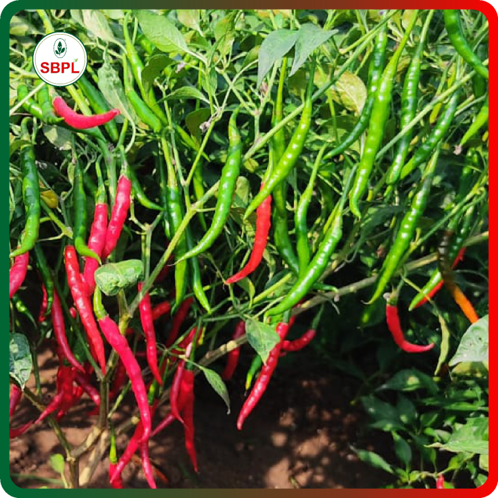 Sagar Brahma F1 Chilli Hybrid Seeds – thumb