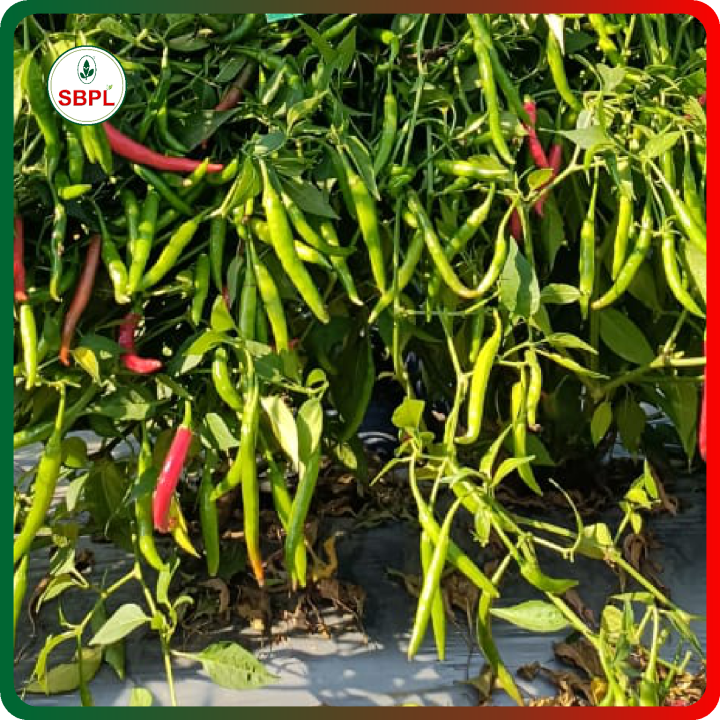 Sagar Brahma F1 Chilli Hybrid Seeds – thumb