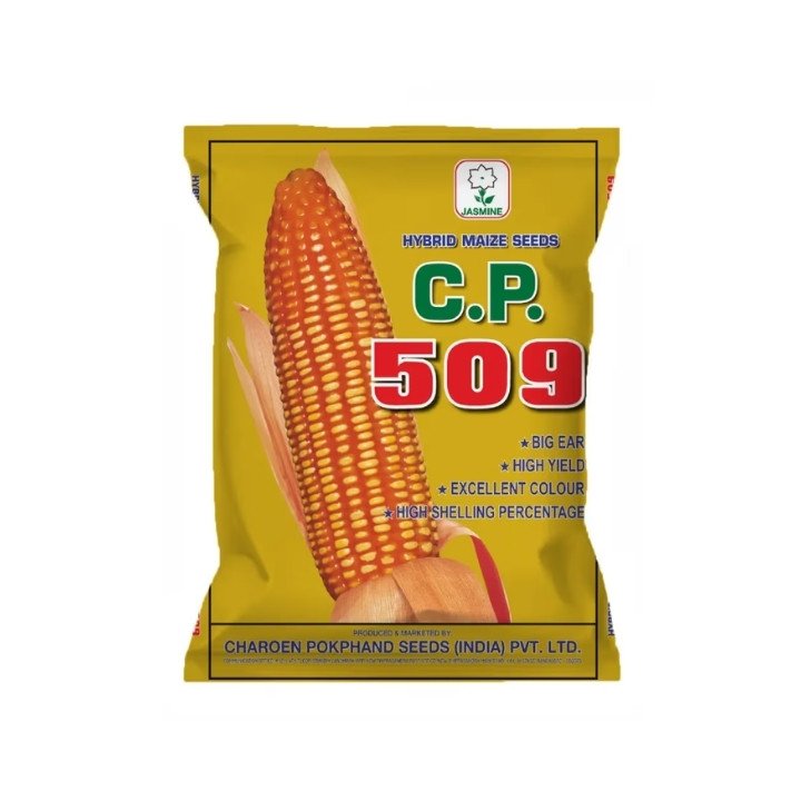 CP 509 Hybrid Maize Seeds – High Yield Corn Seeds