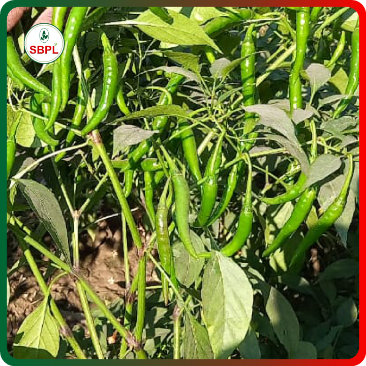 Sagar Gomati Chilli (Mirchi) Seeds – thumb