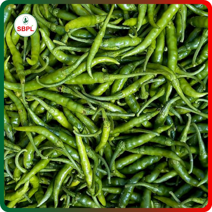 Sagar Gomati Chilli (Mirchi) Seeds – thumb