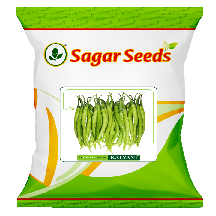 Sagar Kalyani Chilli (Mirchi) Seeds – main view