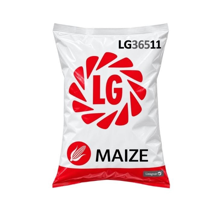 Limagrain LG 36511 Hybrid Maize Seeds