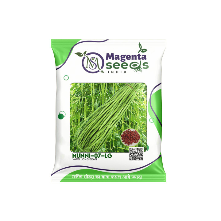 Magenta Munni-07-Lg Yard Long Bean Seeds
