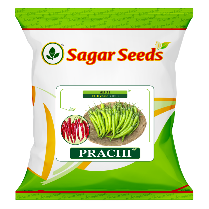 Sagar Prachi Chilli (Mirchi) Seeds – main view