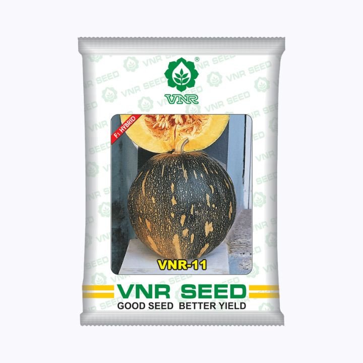 VNR 11 F1 Hybrid Pumpkin Seeds – main view