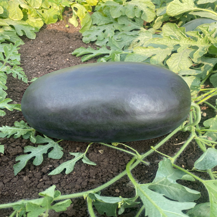 Sagar Rocky F1 Watermelon(50g) – thumb