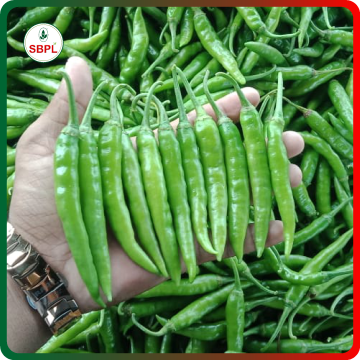 Sagar Revati Chilli (Mirchi) Seeds – thumb
