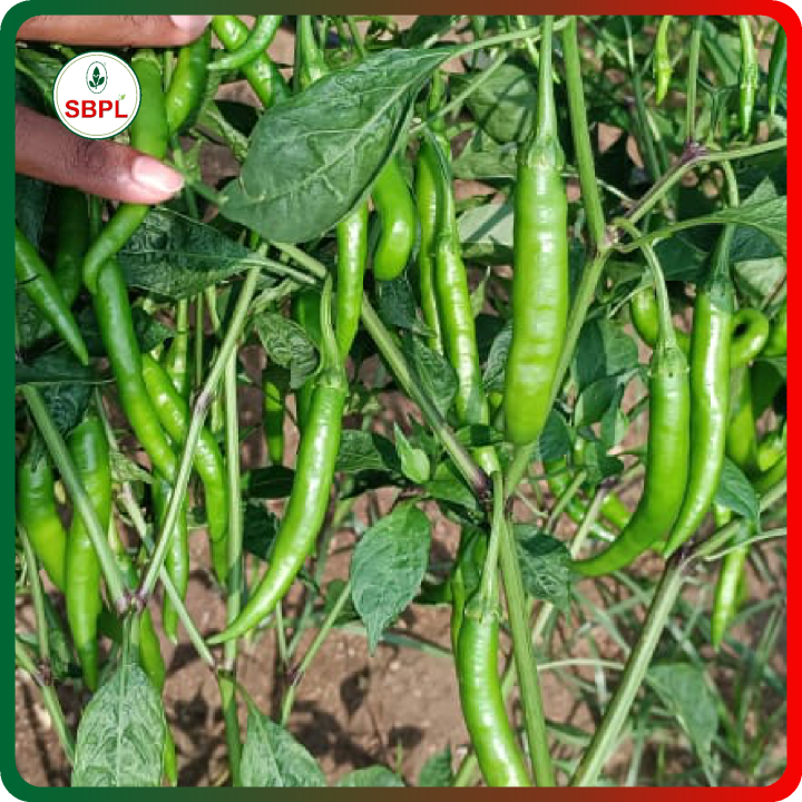 Sagar Revati Chilli (Mirchi) Seeds – thumb