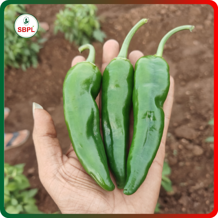 Sagar 6405 F1 Hybrid Chilli Seeds – thumb