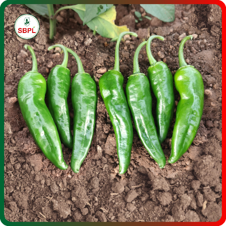 Sagar 6405 F1 Hybrid Chilli Seeds – thumb