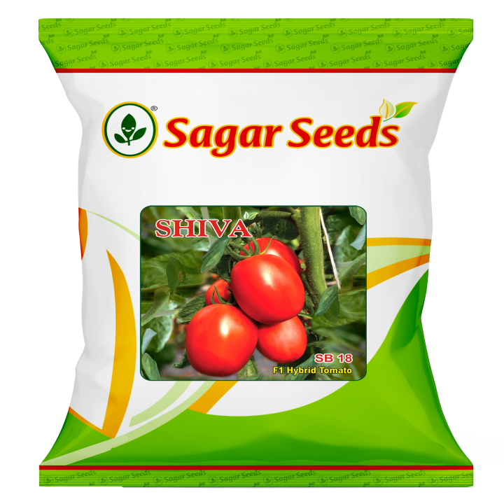 Sagar Shiva Tomato Seeds