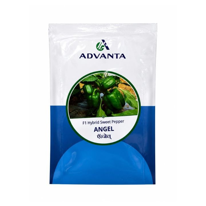 Advanta Angel F1 Hybrid Sweet Pepper (Capsicum) Seeds