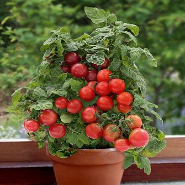 Prasad Rohit Tomato Seeds – thumb