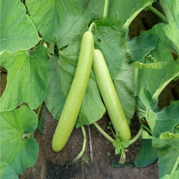 Sagar Rasili F1 Bottle Gaurd Seeds – thumb