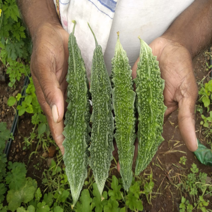 Sagar Tarika Bitter Gourd Seeds – thumb