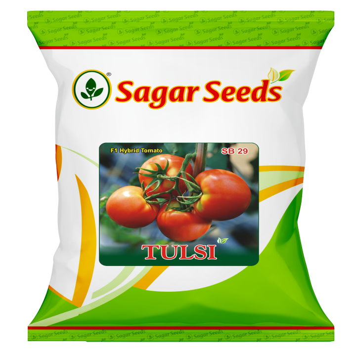 Sagar Tulsi Tomato Seeds