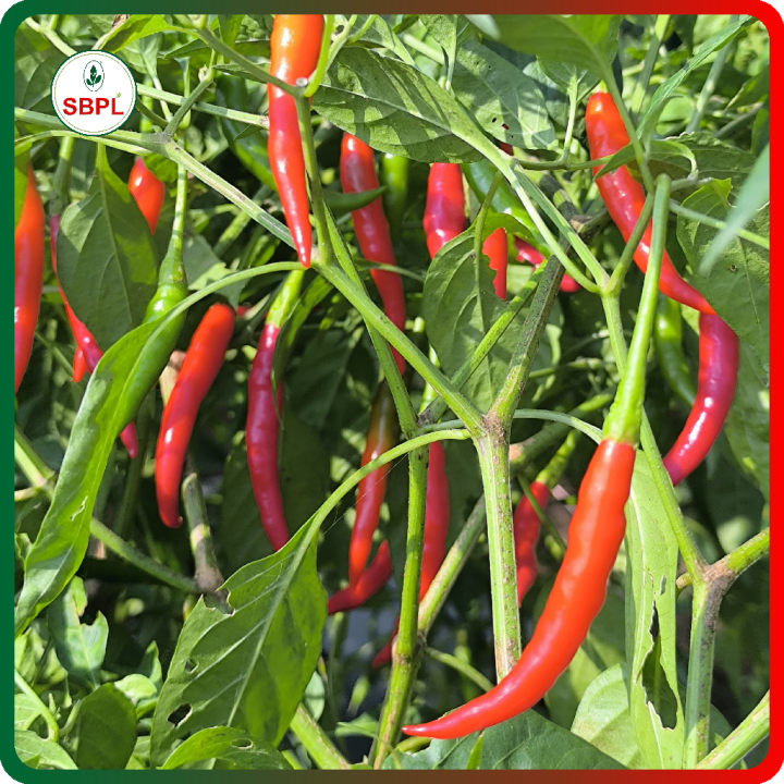 Sagar Utkarshini F1 Hybrid Chilli Seeds – thumb