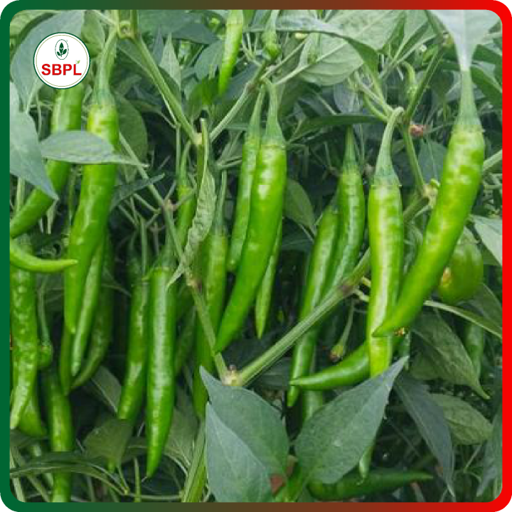 Sagar Vishakha F1 Chilli Seeds – thumb