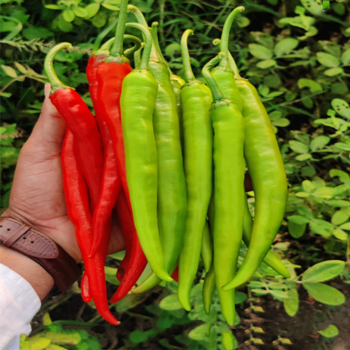 Sagar Prachi Chilli (Mirchi) Seeds – thumb