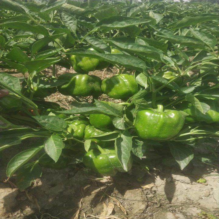 Sagar Akash F1 Capsicum Seeds – thumb
