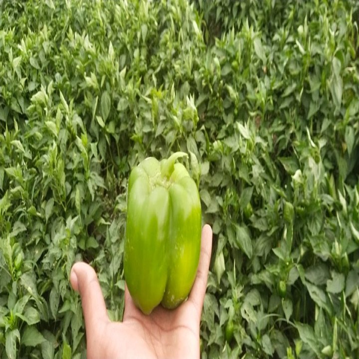 Sagar Akash F1 Capsicum Seeds – thumb