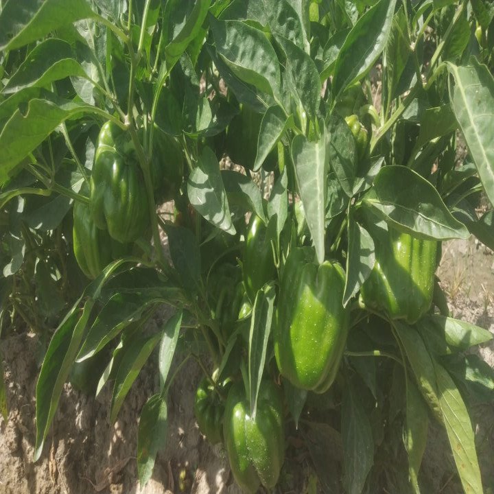 Sagar Akash F1 Capsicum Seeds – thumb