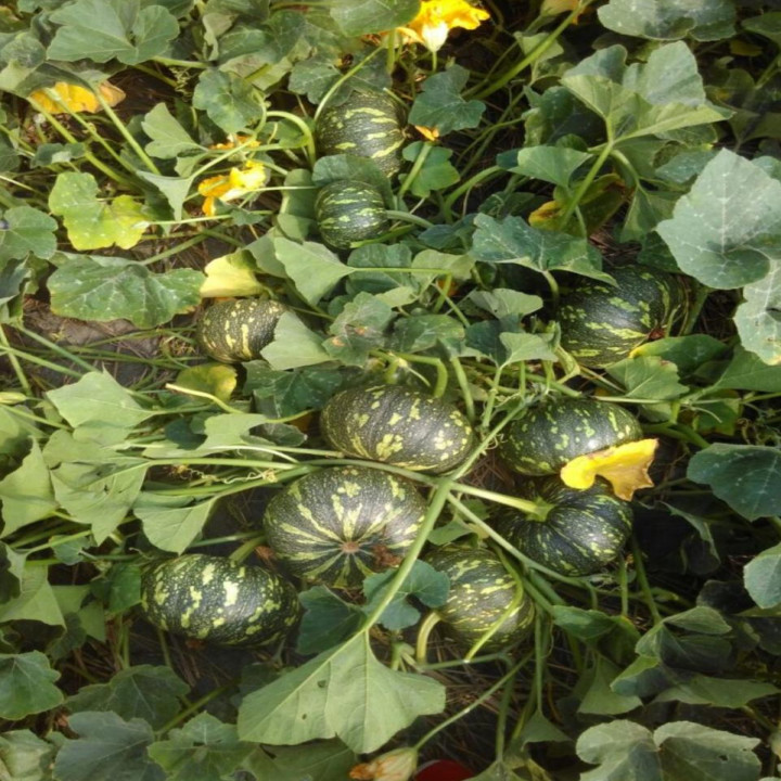 Sagar Laksh F1 Hybrid Pumpkin Seed – thumb