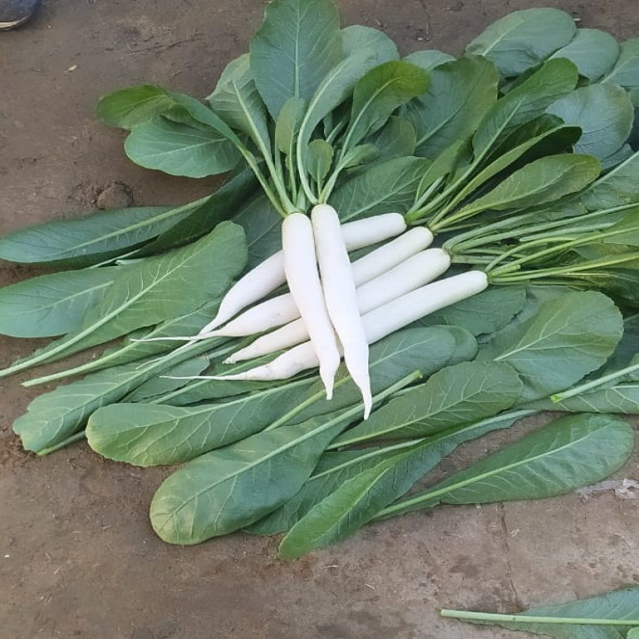 Sagar Wonder F1 Radish Seeds – thumb