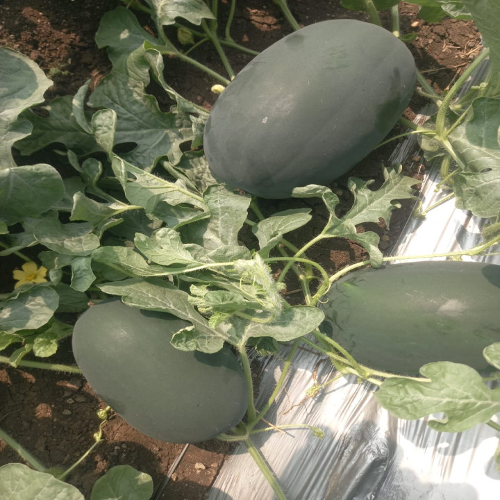 Sagar Magnum F1 Hybrid Watermelon Seeds – thumb