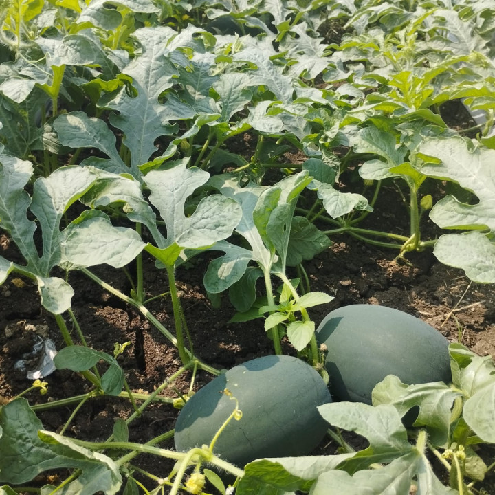 Sagar Magnum F1 Hybrid Watermelon Seeds – thumb