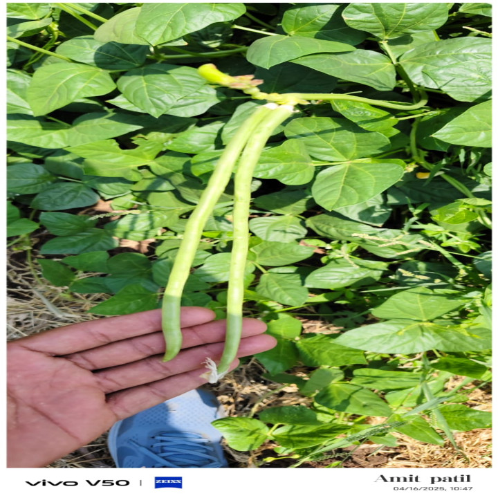 Sagar Alia F1 Hybrid Cowpea Seeds – thumb