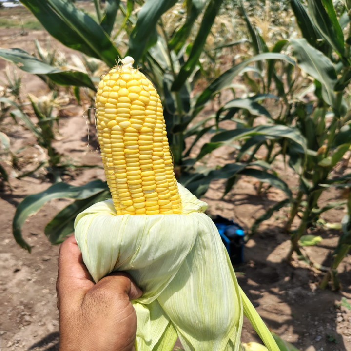 Sagar Sweety F1 Hybrid Sweet Corn Seeds – thumb