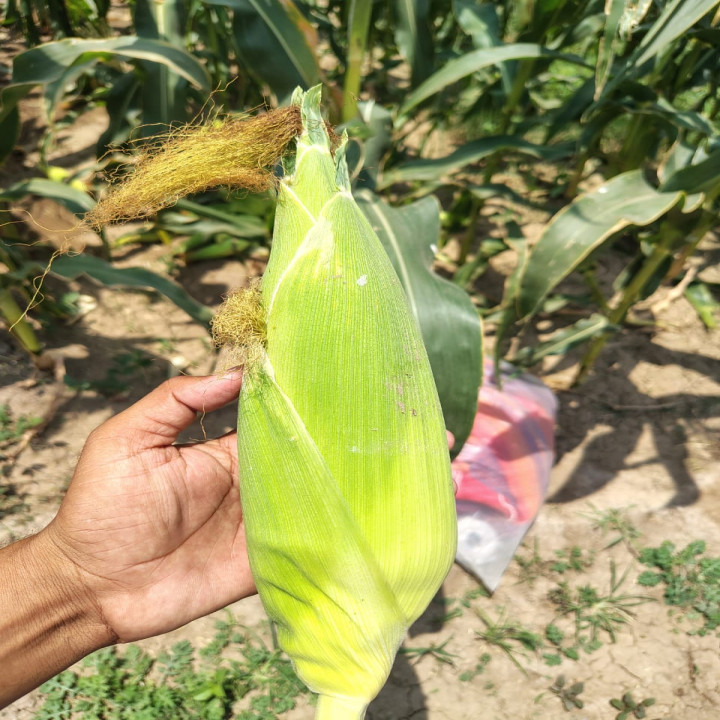 Sagar Sweety F1 Hybrid Sweet Corn Seeds – thumb