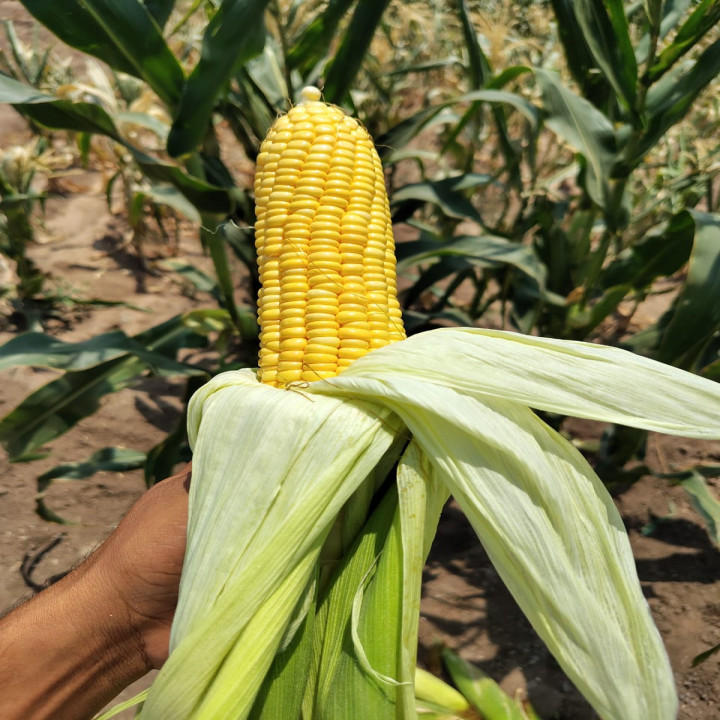 Sagar Sweety F1 Hybrid Sweet Corn Seeds – thumb