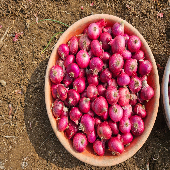 Sagar Kanishk F1 Hybrid Onion Seeds – thumb