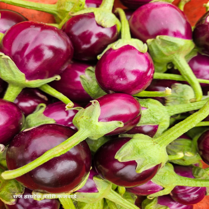 Sagar Ravaya F1 Hybrid Brinjal Seeds – thumb