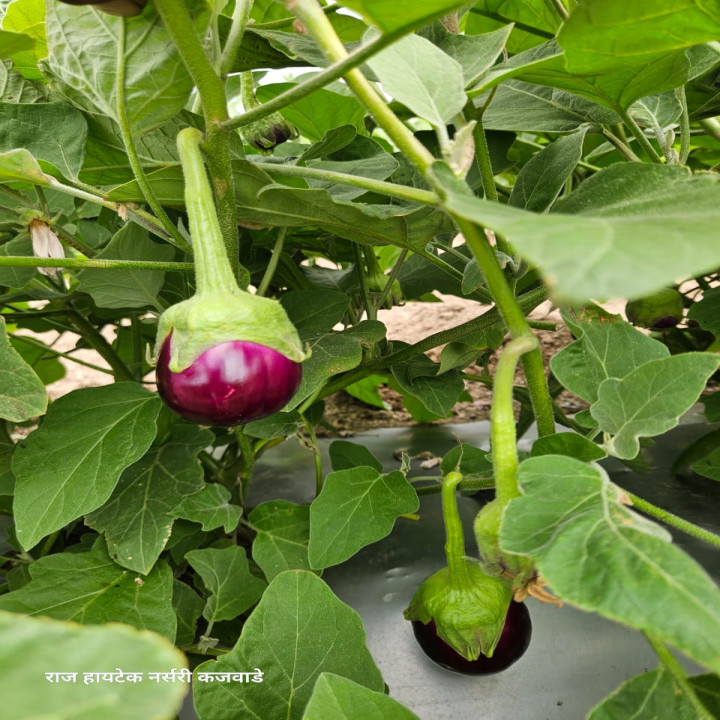 Sagar Ravaya F1 Hybrid Brinjal Seeds – thumb