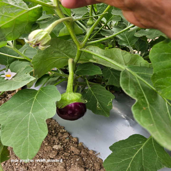 Sagar Ravaya F1 Hybrid Brinjal Seeds – thumb