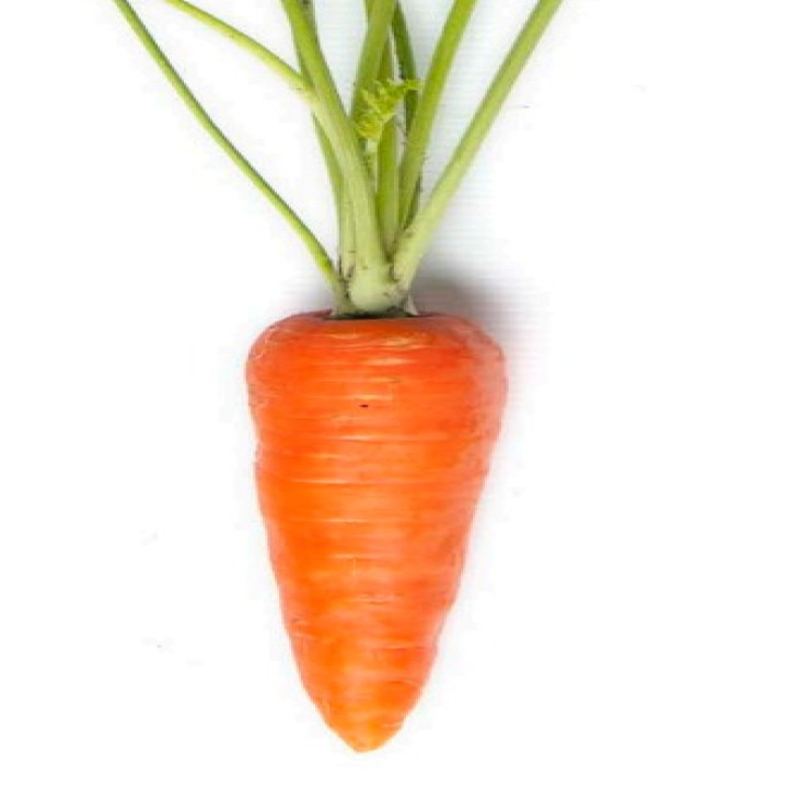 Sagar Kuroda F1 Hybrid Carrot Seeds – thumb