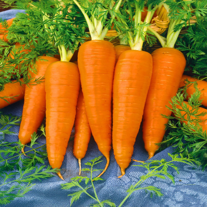 Sagar Kuroda F1 Hybrid Carrot Seeds – thumb