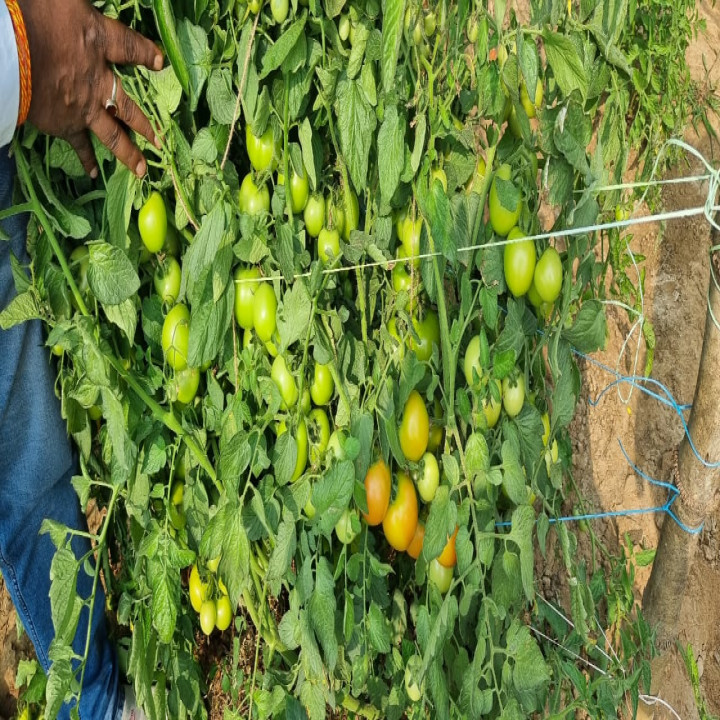 Sagar Pushpa F1 Hybrid Tomato Seeds – thumb