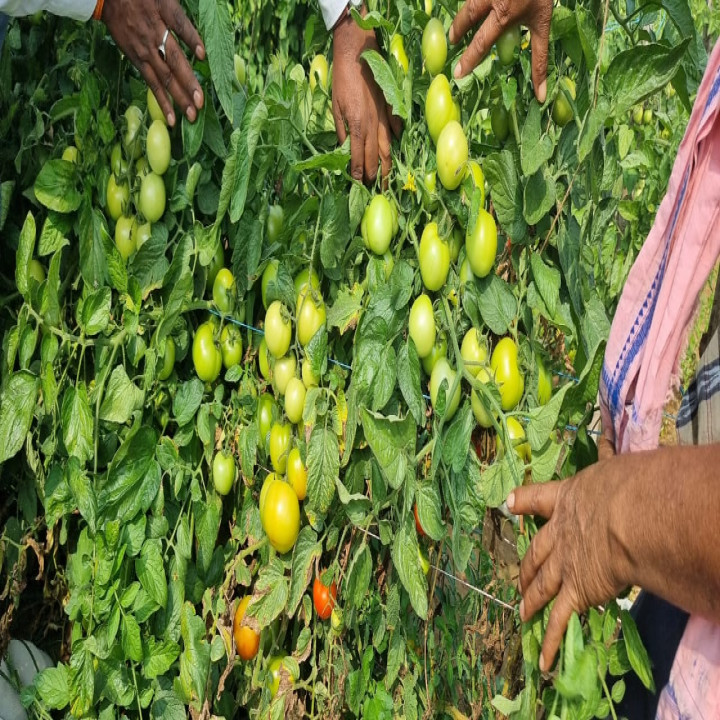 Sagar Pushpa F1 Hybrid Tomato Seeds – thumb