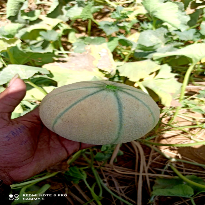 Sagar Hirva F1 Hybrid Muskmelon Seeds – thumb